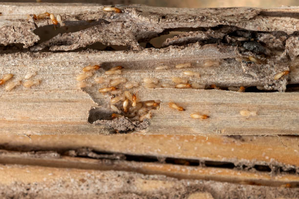 Insect Control in Payette, ID